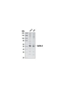 Cell Signaling Gata-2 Antibody