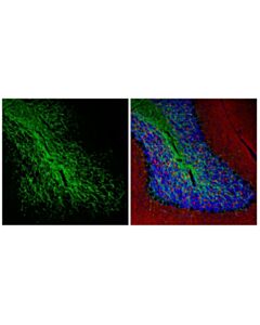 Cell Signaling CNPase (D83E10) XP ® Mouse Chimeric mAb