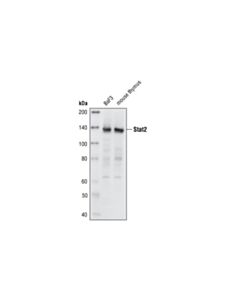 Cell Signaling Stat2 Antibody (Mouse Specific)