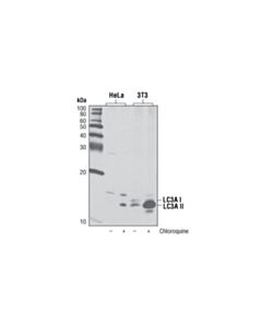 Cell Signaling Lc3a (D50g8) Xp Rabbit mAb