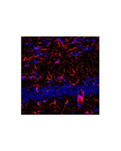 Cell Signaling Goat Anti-Rabbit IgG, Fc Fragment Antibody (Alexa Fluor® 647 Conjugate); 500 µg