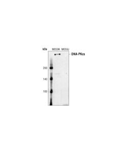 Cell Signaling Dna-Pkcs Antibody