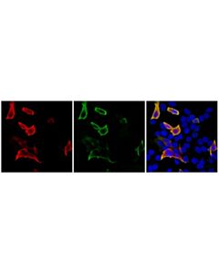 Cell Signaling VSV-g Tag (E8S5G) Horse Chimeric mAb
