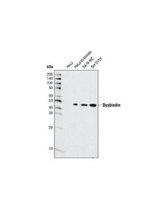 Cell Signaling Dysbindin Antibody
