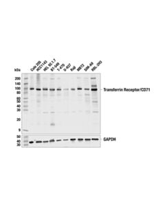 Cell Signaling Transferrin Receptor/CD71 (H68.4) Mouse mAb 20 uL