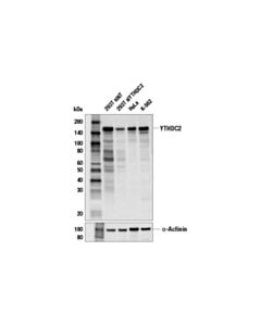 Cell Signaling Ythdc2 (E6h7u) Rabbit mAb