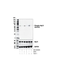 Cell Signaling Phospho-Atg13 (Ser355) (E4d3t) Rabbit mAb
