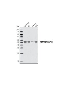 Cell Signaling Rbap46/Rbap48 Antibody