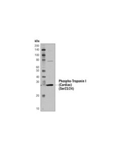 Cell Signaling Mouse Heart Tissue Control Extracts