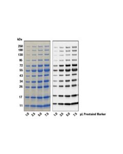 Cell Signaling Anti-Blue (2d2f11) Mouse mAb (Hrp Conjugate)