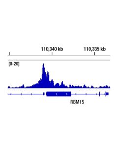 Cell Signaling YY1 (D5D9Z) Rabbit mAb 20 uL