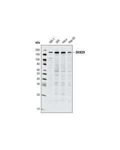 Cell Signaling Dhx29 (G63) Antibody