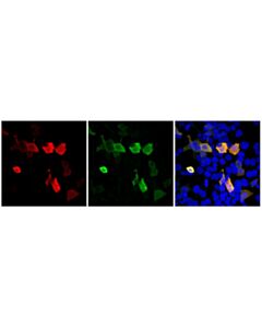 Cell Signaling V5-Tag (D3H8Q) Horse Chimeric mAb