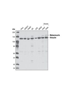 Cell Signaling Vinculin Antibody