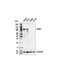 Cell Signaling Hpk1 (E1c3l) Rabbit mAb