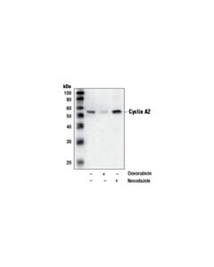 Cell Signaling Cyclin A2 (Bf683) Mouse mAb