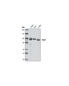 Cell Signaling Vav1 (D45g3) Rabbit mAb