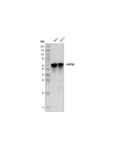 Cell Signaling Hsp60 (D6f1) Xp  Rabbit mAb (Hrp Conjugate)