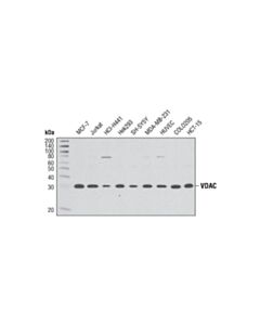 Cell Signaling Vdac (D73d12) Rabbit mAb