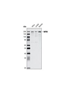 Cell Signaling Wrn (8h3) Mouse mAb