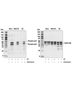 Cell Signaling Phospho-Sapk/Jnk (Thr183/Tyr185) (81e11) Rabbit mAb