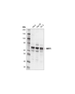 Cell Signaling NRF1 (D9K6P) Rabbit mAb 20 uL
