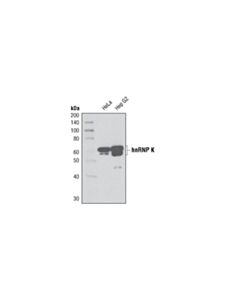 Cell Signaling Hnrnp K (R332) Antibody