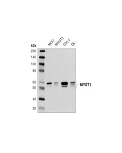 Cell Signaling MYST1 (D5T3R) Rabbit mAb 20 uL