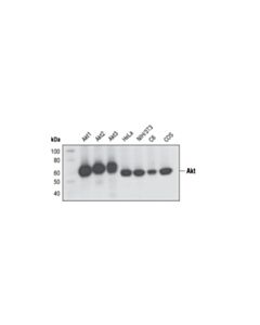 Cell Signaling Akt (Pan) (C67e7) Rabbit mAb