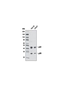 Cell Signaling C/Ebpalpha (D56f10) Xp ® Rabbit mAb (BSA And Azide Free)