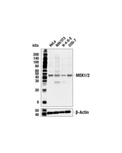 Cell Signaling Mek1/2 (L38c12) Mouse mAb
