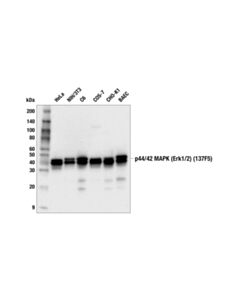 Cell Signaling P44/42 Mapk (Erk1/2) (137f5) Rabbit mAb