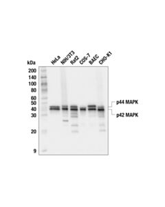 Cell Signaling p44/42 MAPK (Erk1/2) (L34F12) Mouse Monoclonal Antibody