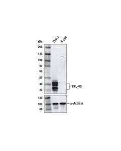Cell Signaling YKL-40 (E2L1M) Rabbit mAb 20 uL