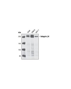 Cell Signaling Integrin Beta4 Antibody