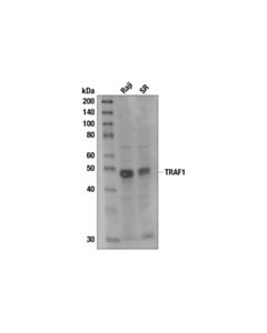 Cell Signaling Traf1 (1f3) Rat mAb