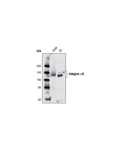 Cell Signaling Integrin Alphav Antibody