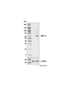 Cell Signaling XBP-1s (E7M5C) Mouse mAb 20 uL