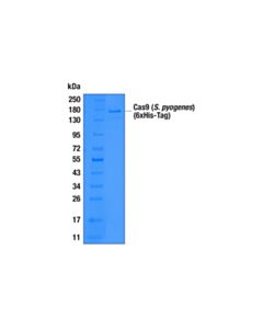 Cell Signaling Cas9 ( S. pyogenes ) (6xHis-Tag) Recombinant Protein Quantitative Control