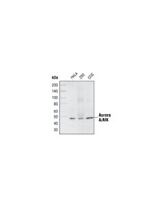 Cell Signaling Aurora A/Aik (1g4) Rabbit mAb
