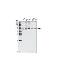 Cell Signaling Traf2 (C192) Antibody