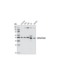 Cell Signaling p48 Primase (8G10) Rat mAb 20 uL