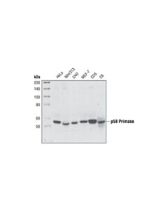 Cell Signaling P58 Primase (8d3) Rat mAb