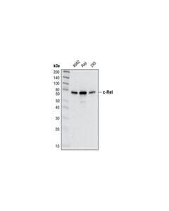 Cell Signaling C-Rel Antibody