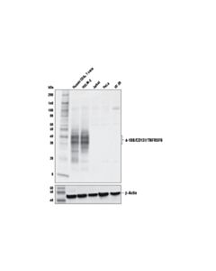 Cell Signaling 4-1BB/CD137/TNFRSF9 (E8T1Q) Rabbit mAb 20 uL