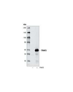 Cell Signaling Traf3 Antibody