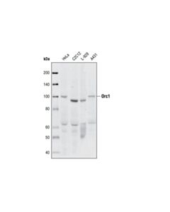 Cell Signaling Orc1 (7a7) Rat mAb
