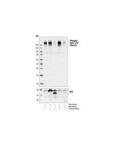 Cell Signaling Phospho-Rpb1 Ctd (Ser2/5) Antibody