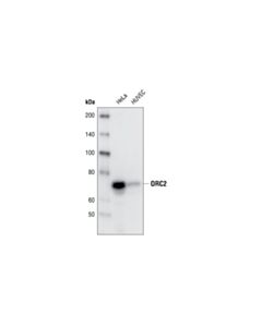 Cell Signaling ORC2 (3G6) Rat mAb 20 uL