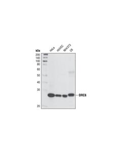 Cell Signaling ORC6 (3A4) Rat mAb 20 uL